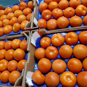 Tomato 