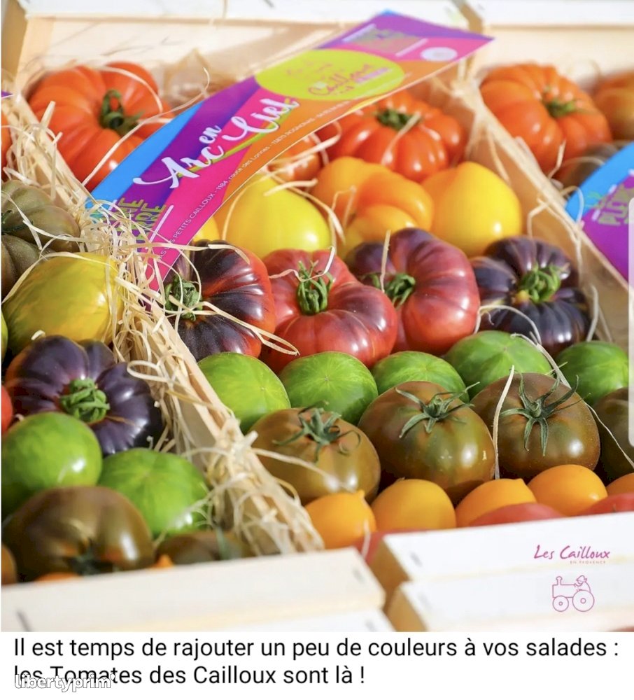Tomato France Conventional Grower - LesCailloux | Libertyprim