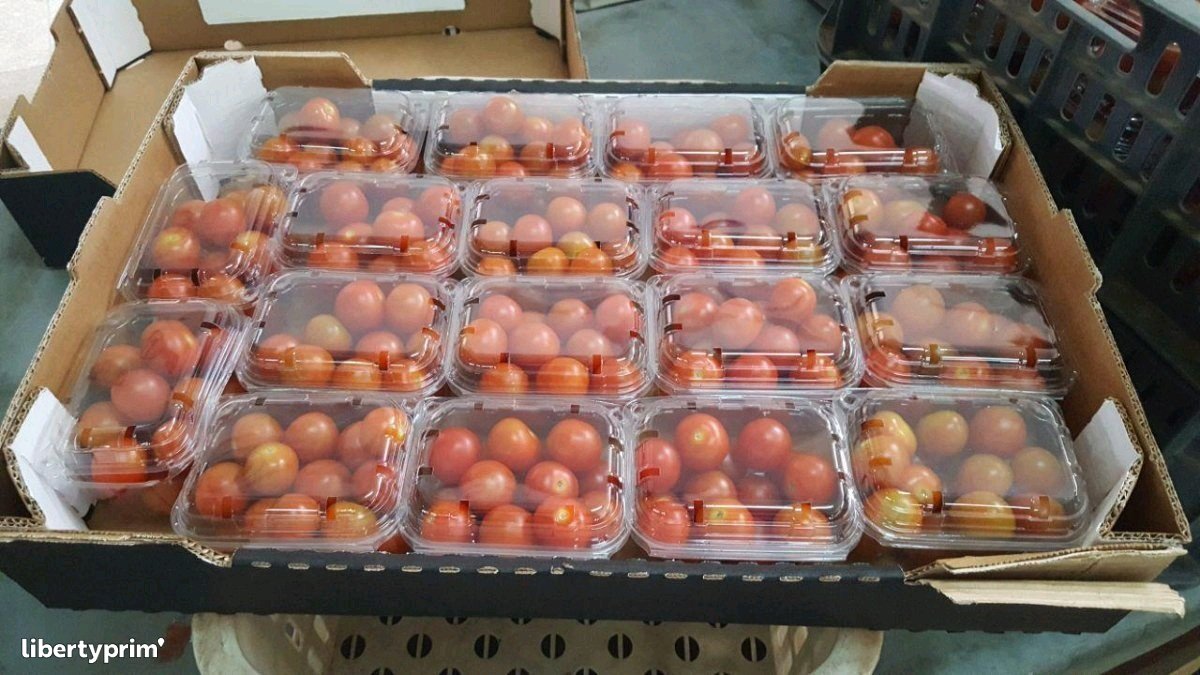 Tomato Import & Export - MA.STAND | Libertyprim