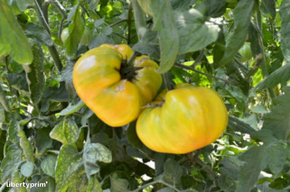 From Siberia Black Prince Tomato 15 Seeds Heirloom 