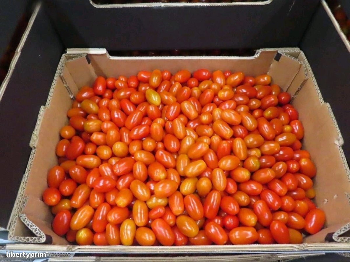 TOMATE CERISE DU MAROC, Importer Tomate Cerise du Maroc