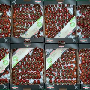 Tomato Cherry Grape
