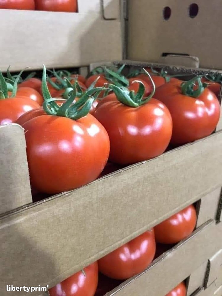 TOMATE CERISE DU MAROC, Importer Tomate Cerise du Maroc