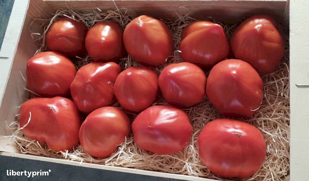Tomato Beefsteak Class 2 France Producer - Lisathier | Libertyprim