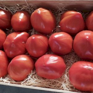 Tomato Beefsteak
