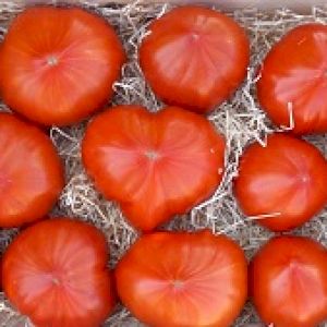 Tomato Beefsteak