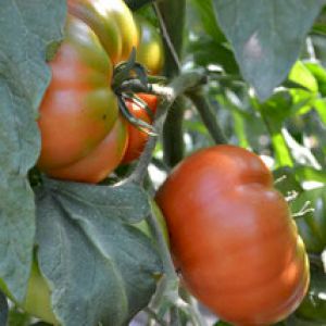 Tomato Beefsteak