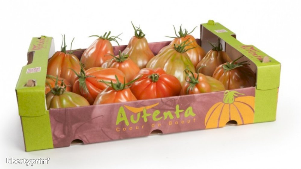 Tomate Corazón De Buey Países Bajos Productor - 't Brook | Libertyprim
