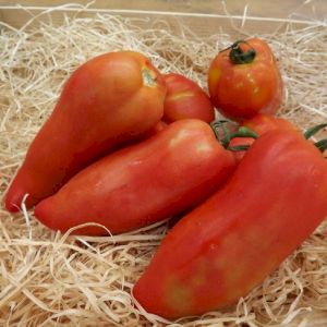 Tomato Andes