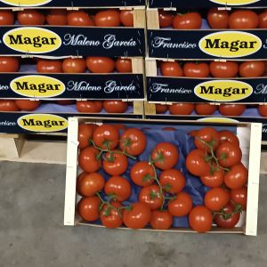 Tomato Vine