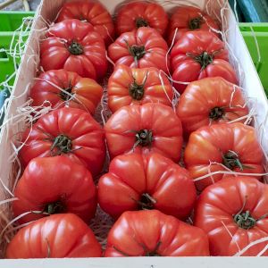 Tomate Marmande