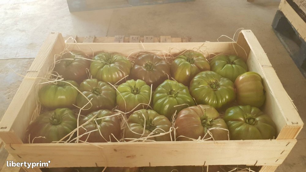 Tomato Black Krim Class 2 France Producer - Lisathier | Libertyprim