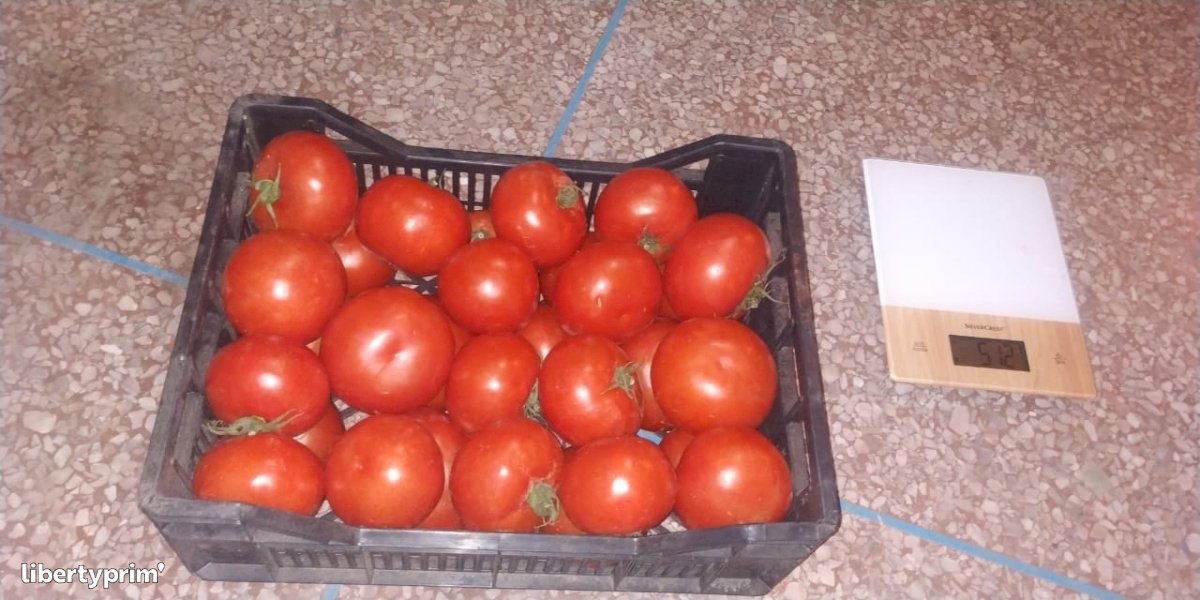 Tomato Round Extra Morocco Import/export - Christ591 | Libertyprim
