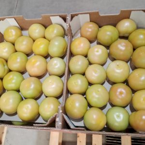 Tomato Round