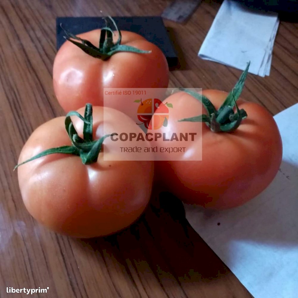 Tomato Round Class 1 Morocco Exporter - copacplant | Libertyprim