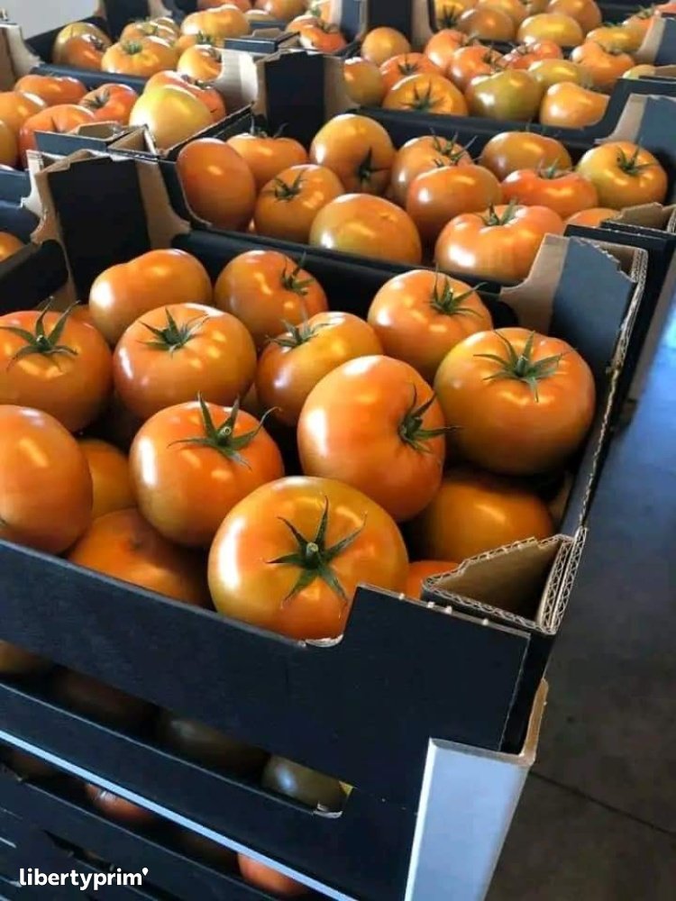 Tomato Round Class 1 Morocco Import & Export - FRUCTIMOOR | Libertyprim