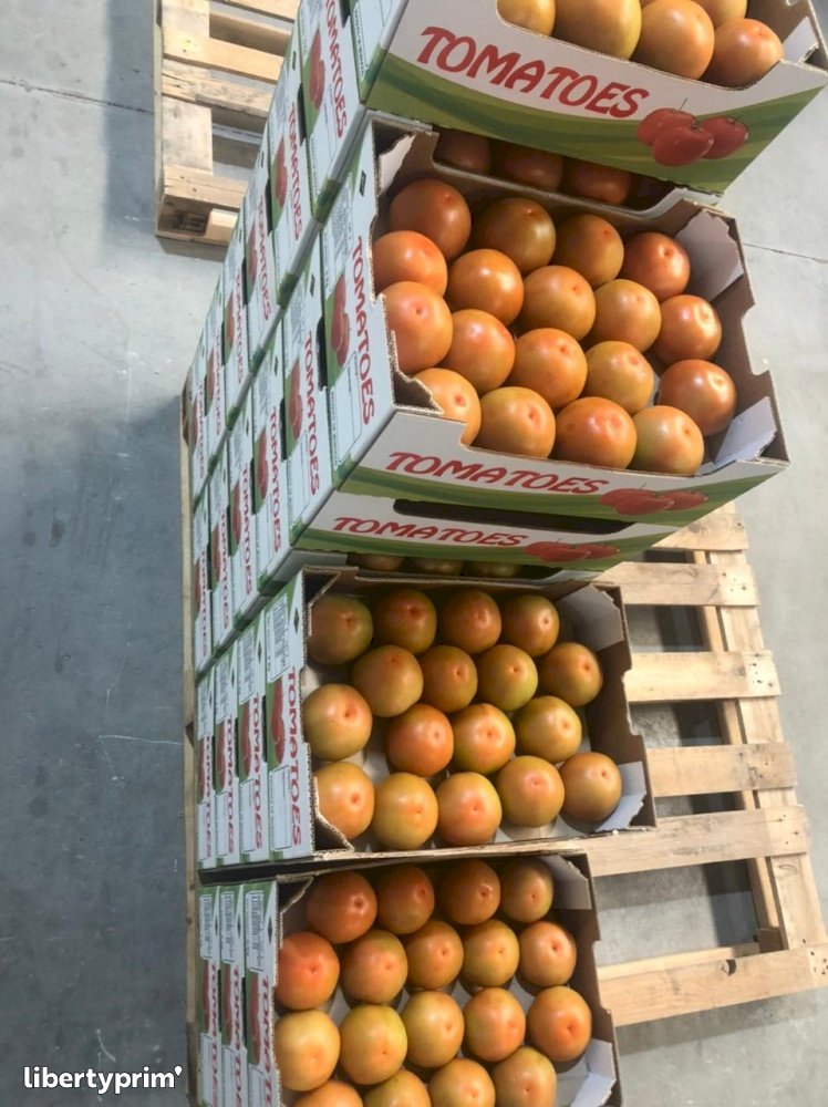 Tomato Round Extra Morocco Import & Export - Saibprime | Libertyprim