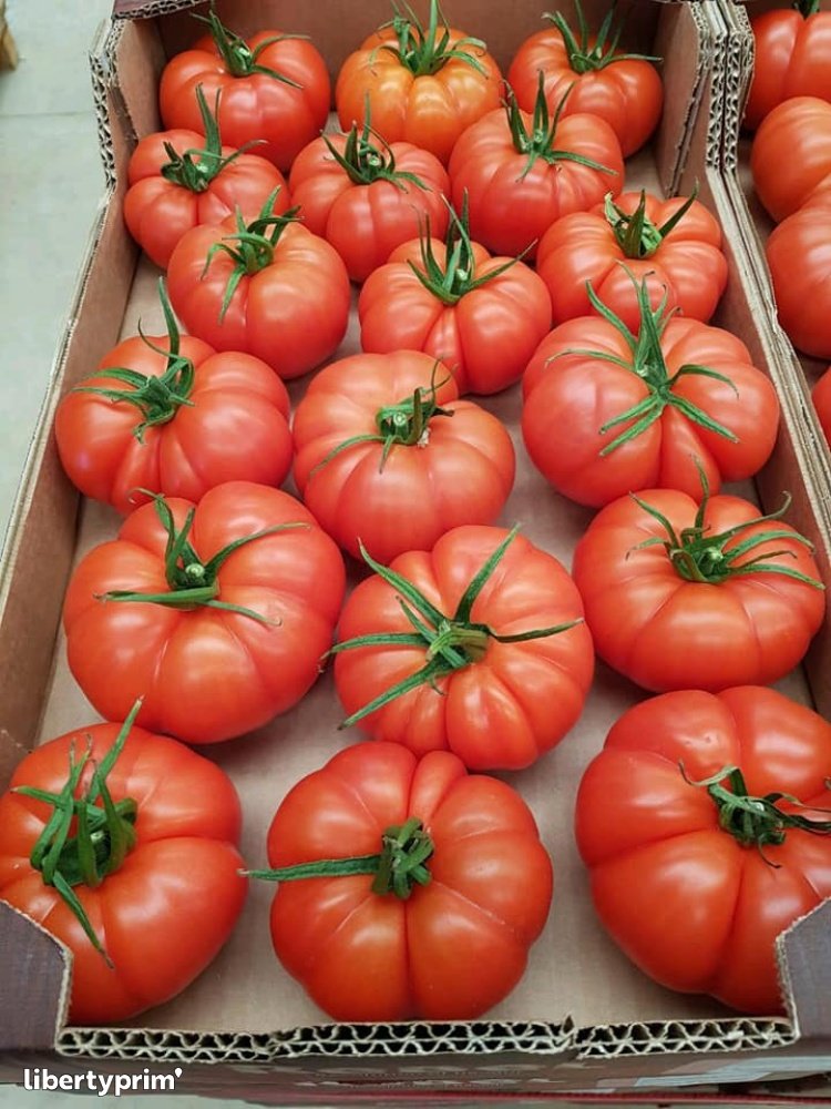 Tomato Round Class 1 Morocco Import & Export - MA.STAND | Libertyprim