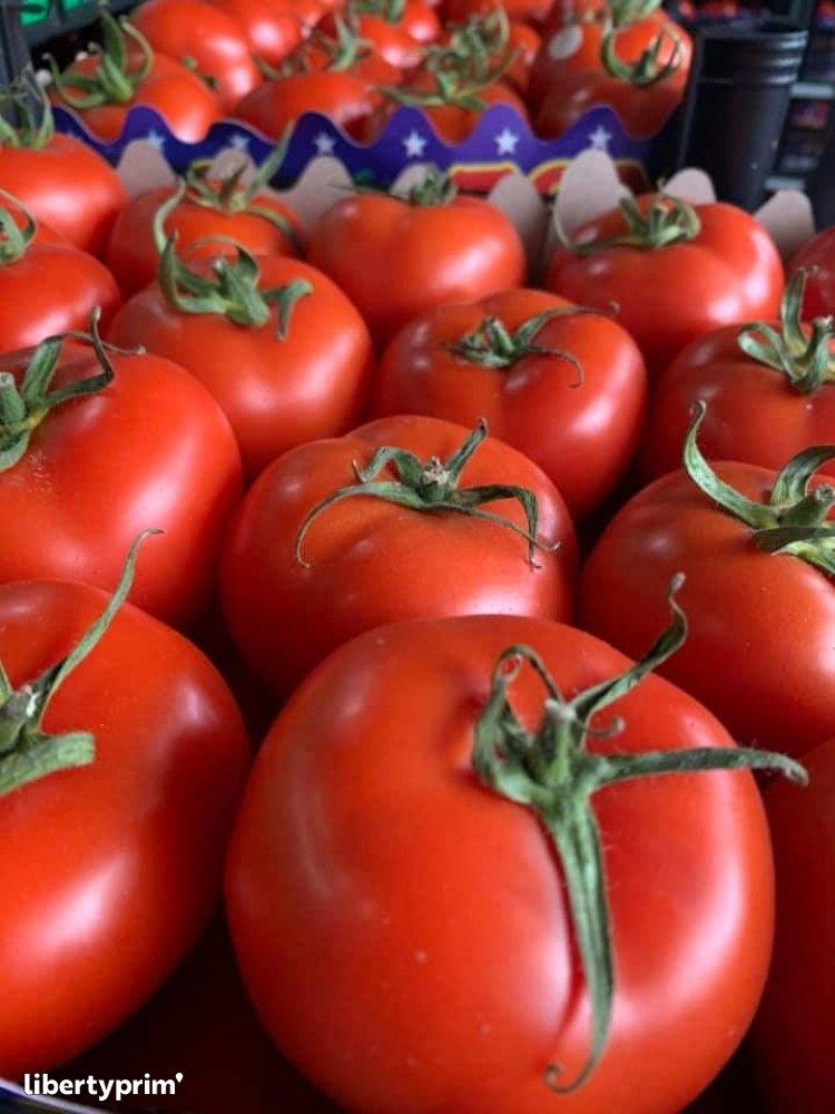Tomato Round Class 1 Morocco Import & Export - MA.STAND | Libertyprim