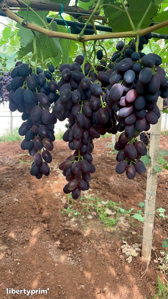 Grapes Black Magic Class 1 Italy Conventional Grower - GB Italia | Libertyprim