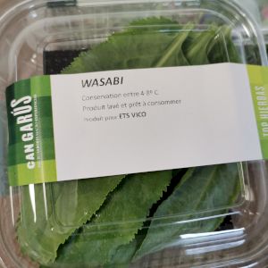 Wasabi 