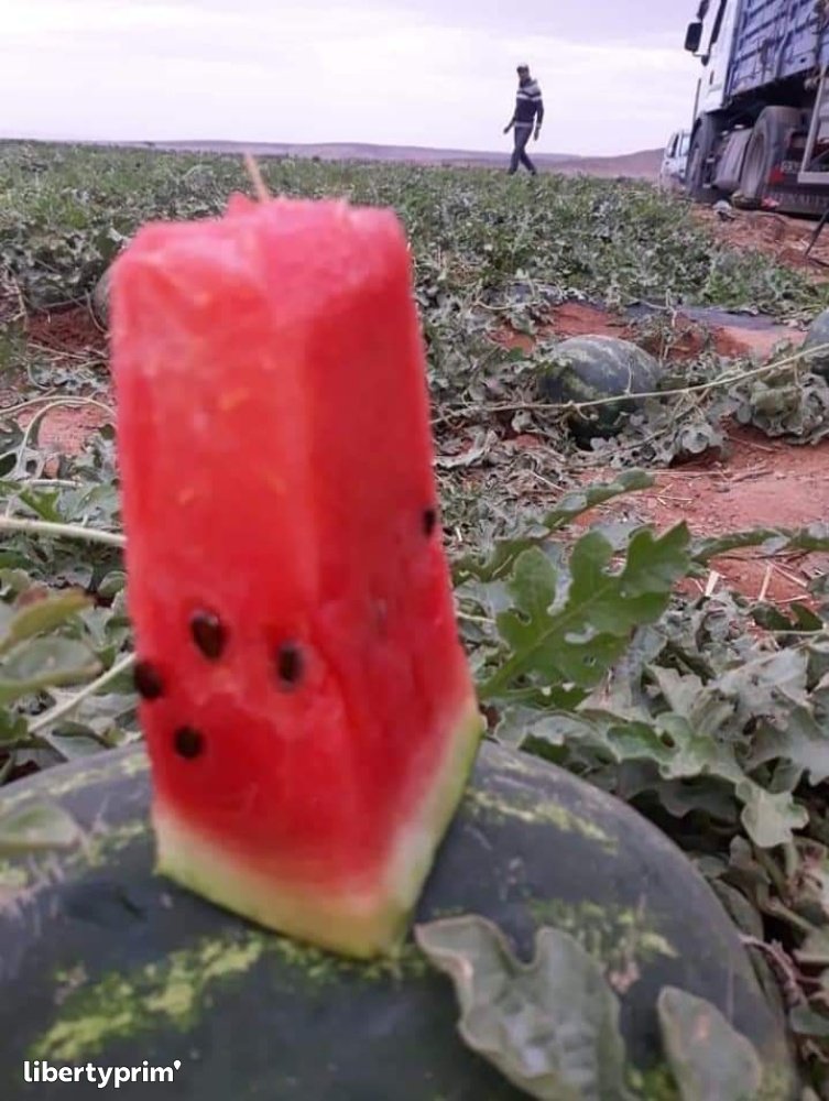 Watermelon Fiesta Class 1 Morocco Import & Export - MA.STAND | Libertyprim