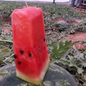 Watermelon Fiesta