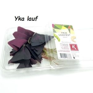 Yka Leaves 