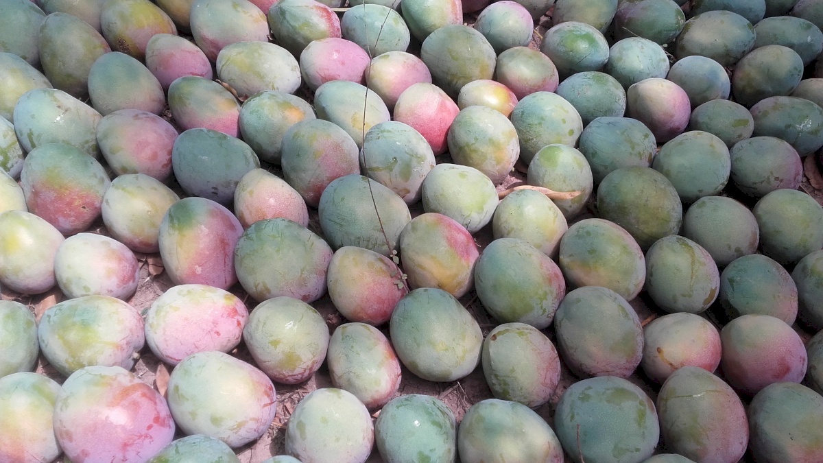 Agri tropic