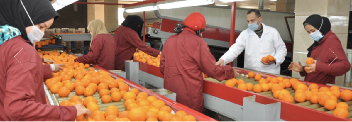 Al-Wessam Company for Agricultural Crops