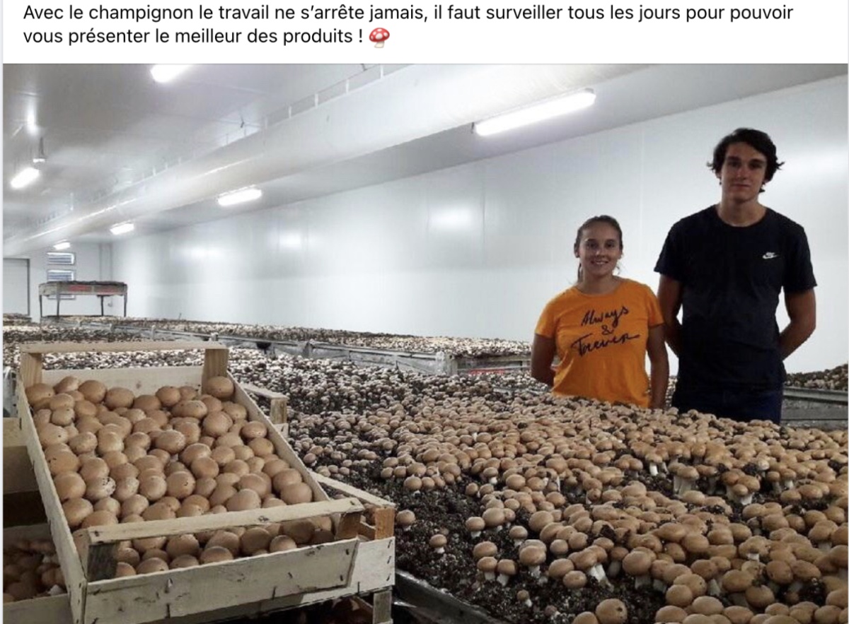 Earl les champignons garonnais