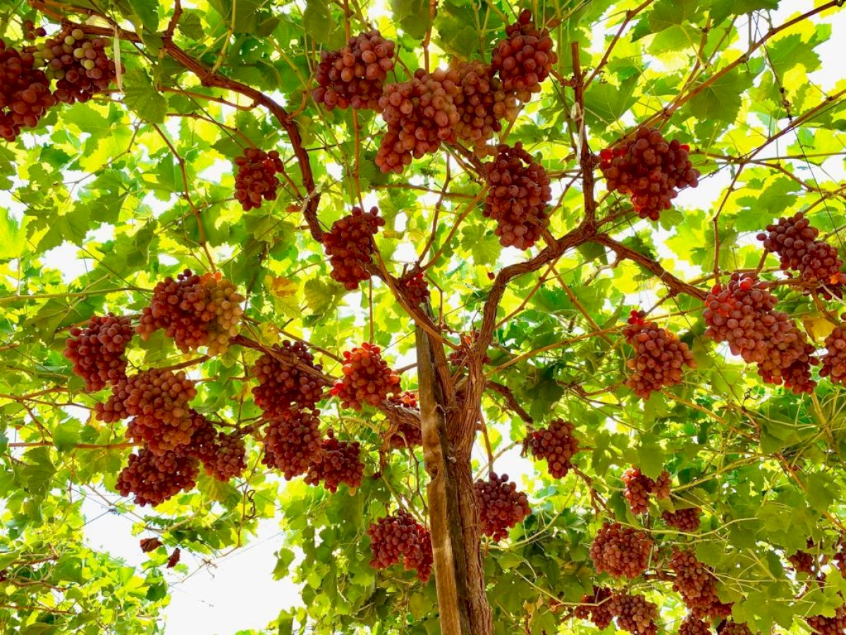Fruit Valley