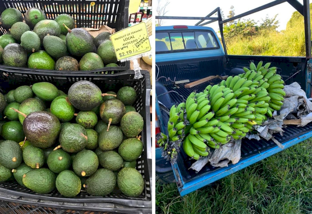 HAWAI TROPICAL FRUIT GROWERS Producteur HILO EtatsUnis Libertyprim
