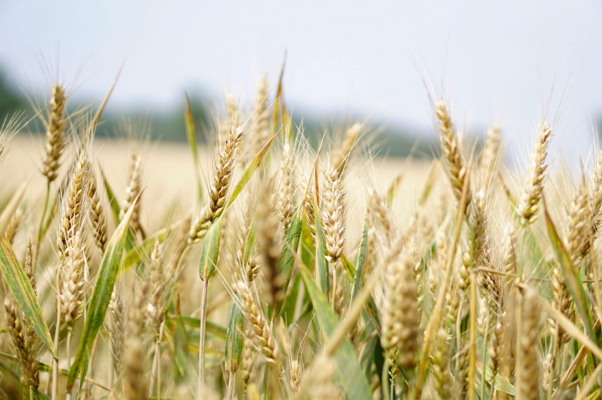 INTERBIO OCCITANIE