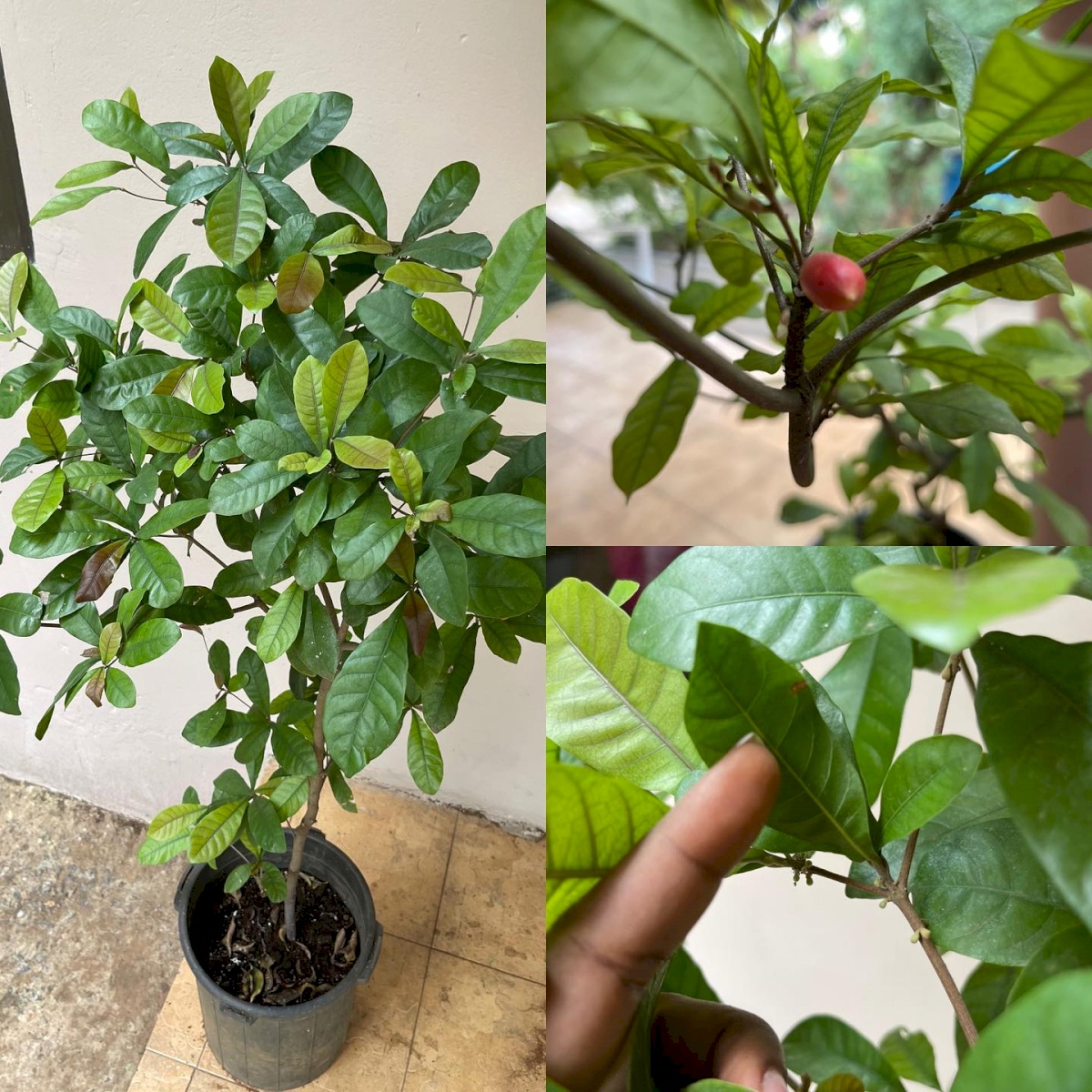 New Sprout Farm Ghana