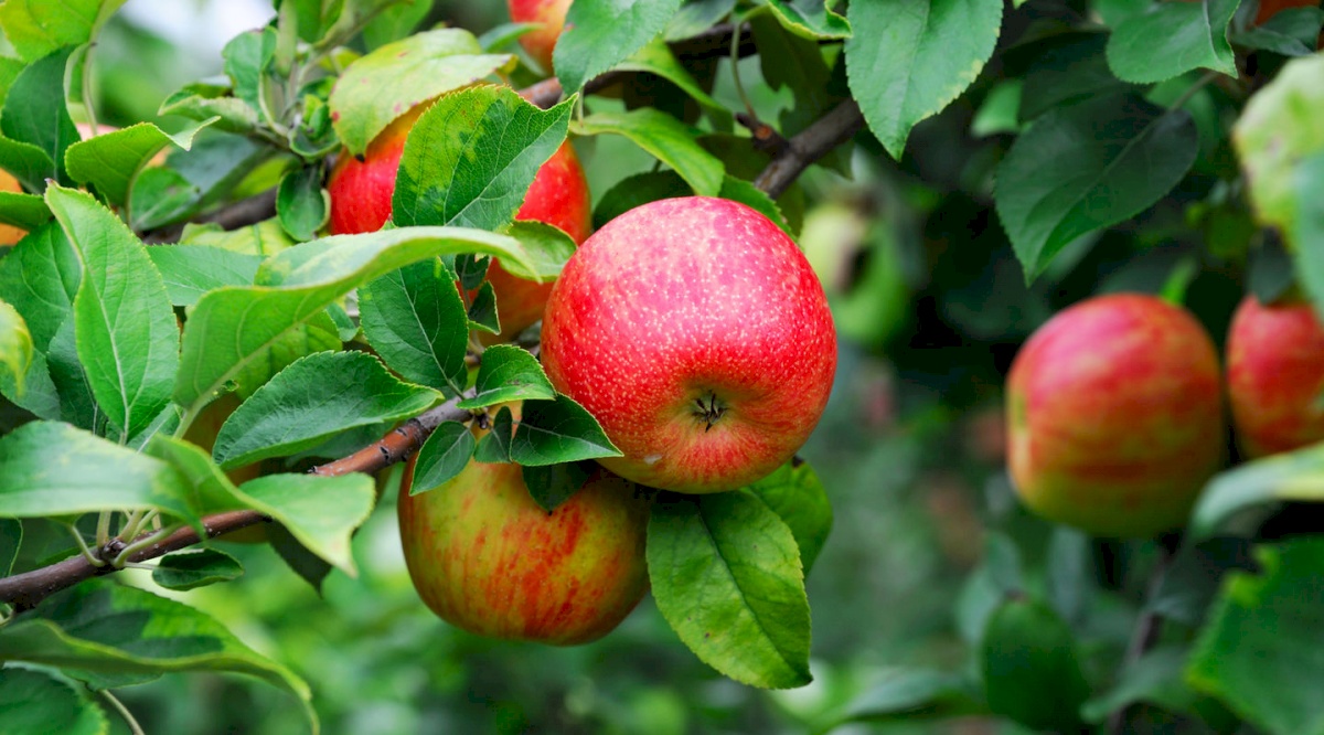 Organic Apples  Awe Sum Organics