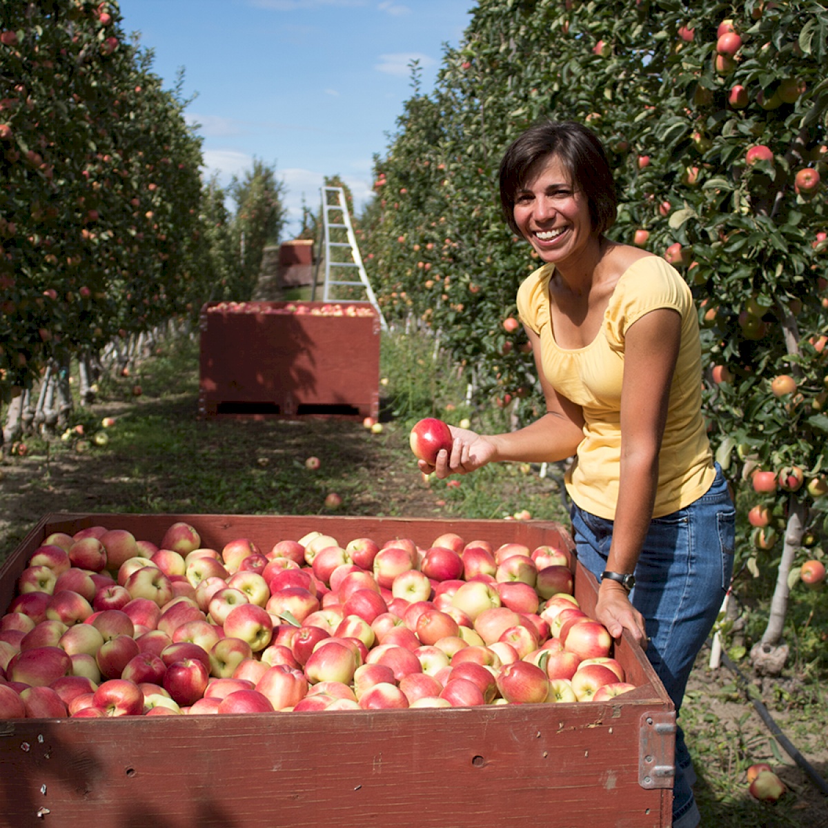 BC TREE FRUITS Ltd. Conventional Grower Kelowna Canada Libertyprim