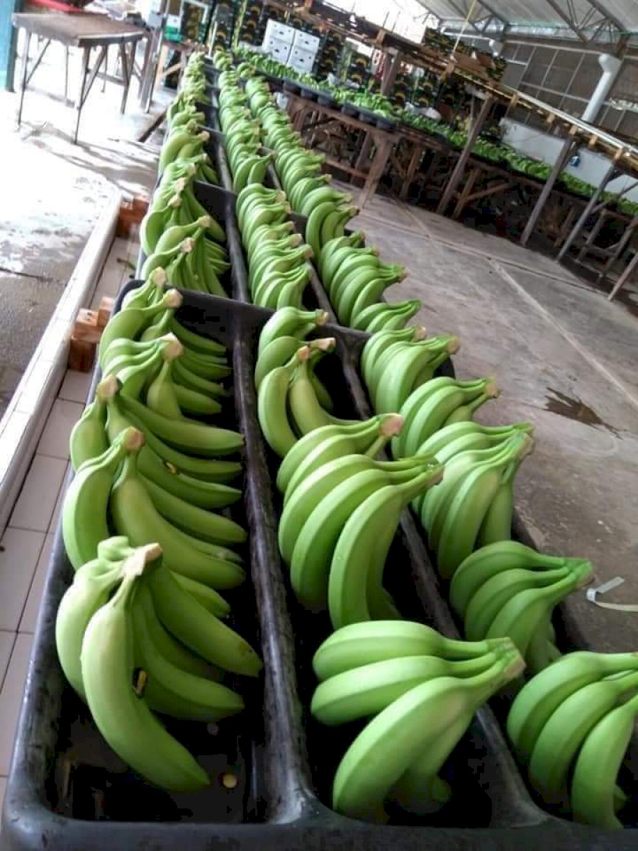 Colbananos export