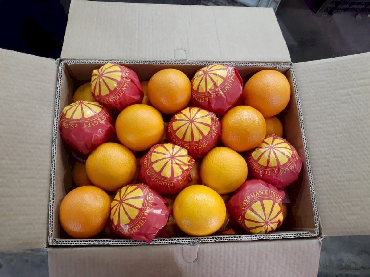 ElARONEY For Export