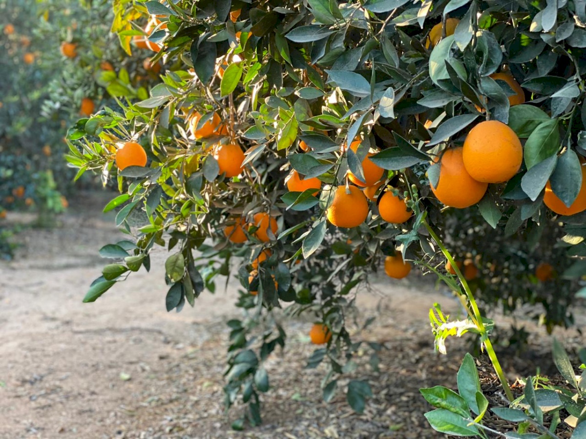 Fruit Valley