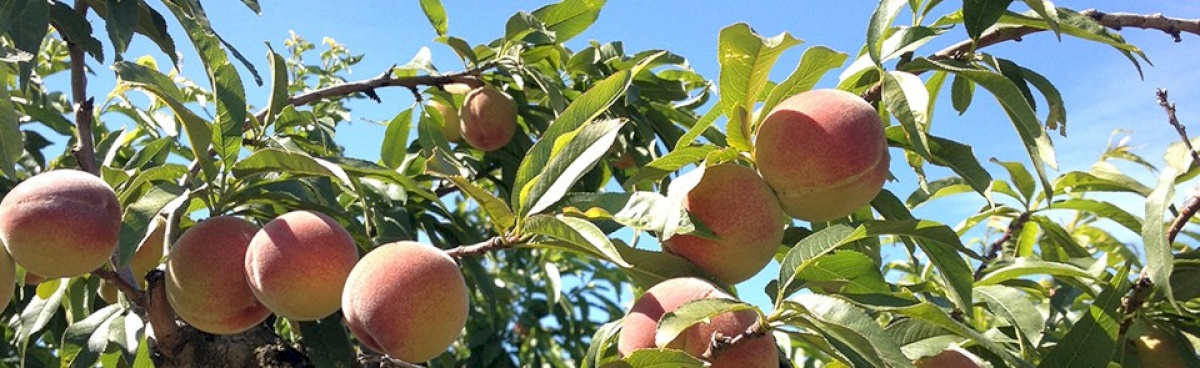 GOFRUIT
