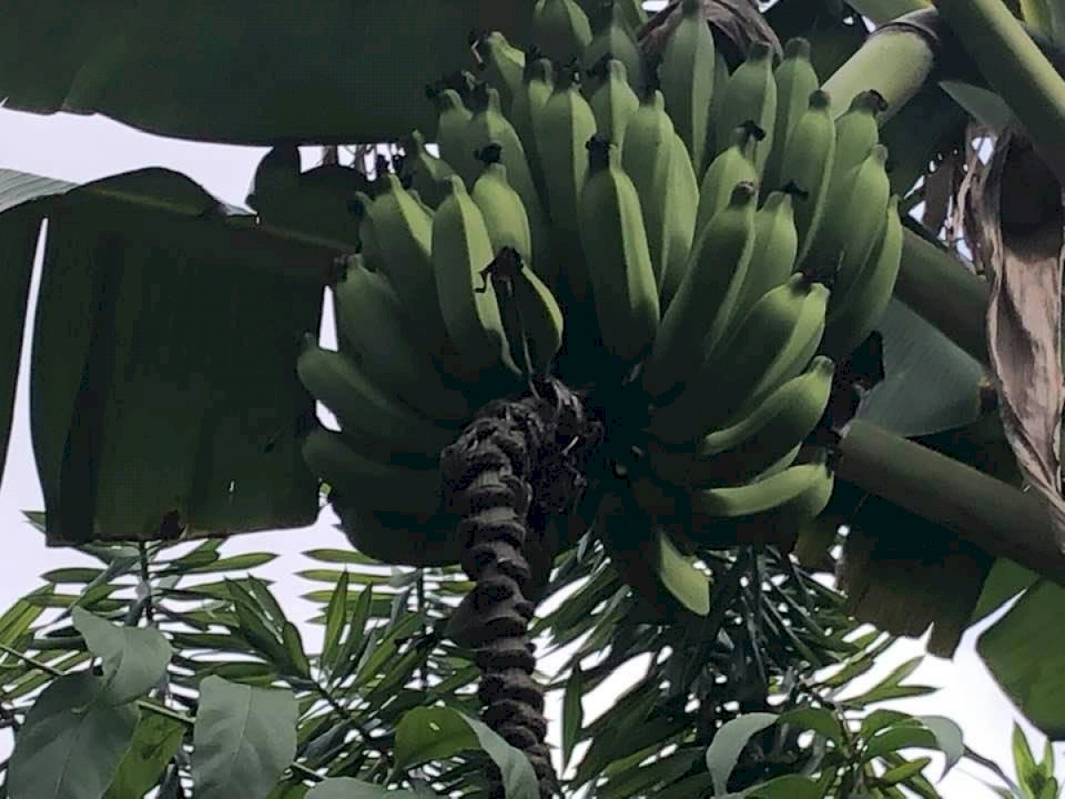 HAWAI TROPICAL FRUIT GROWERS Producteur HILO EtatsUnis Libertyprim