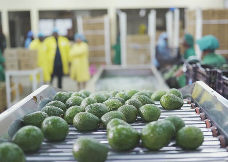 VERTICAL AGRO GROUP