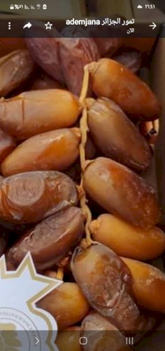 Agro Jana El seghir 