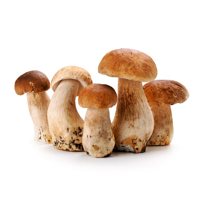 Mushroom Penny Bun