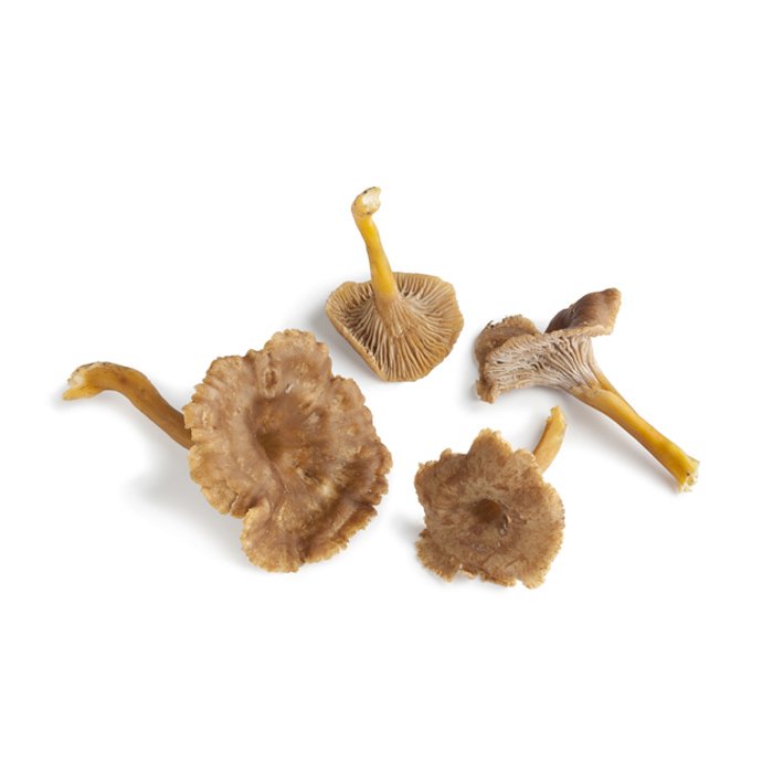 Mushroom Chanterelle