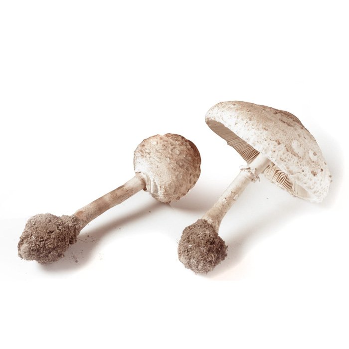 Fungo Di Parasole