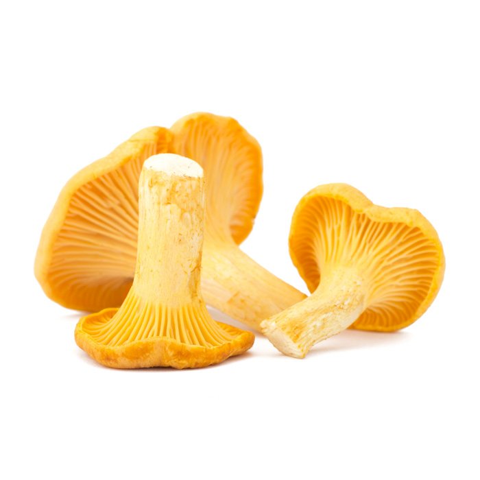 Mushroom Girolle