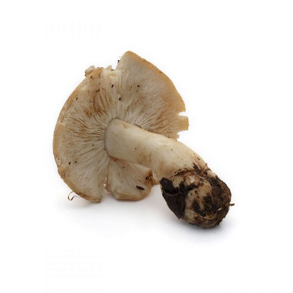 Mushroom Mousseron