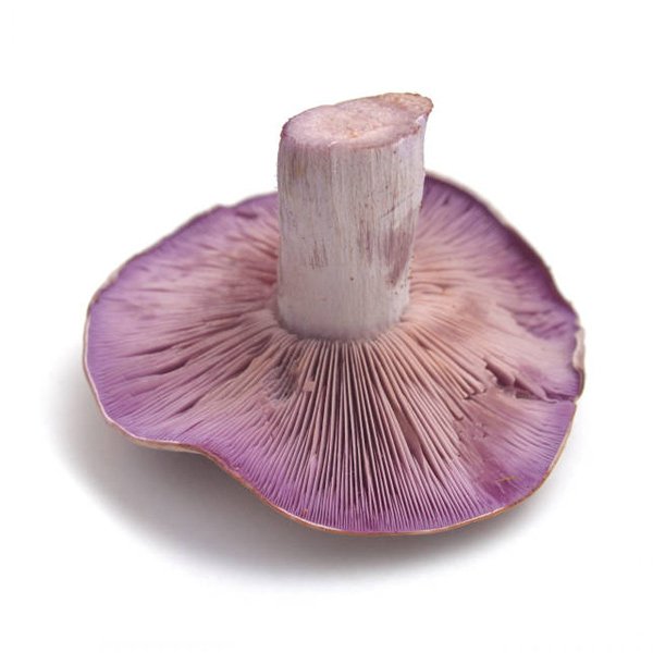 Mushroom Wood Blewit